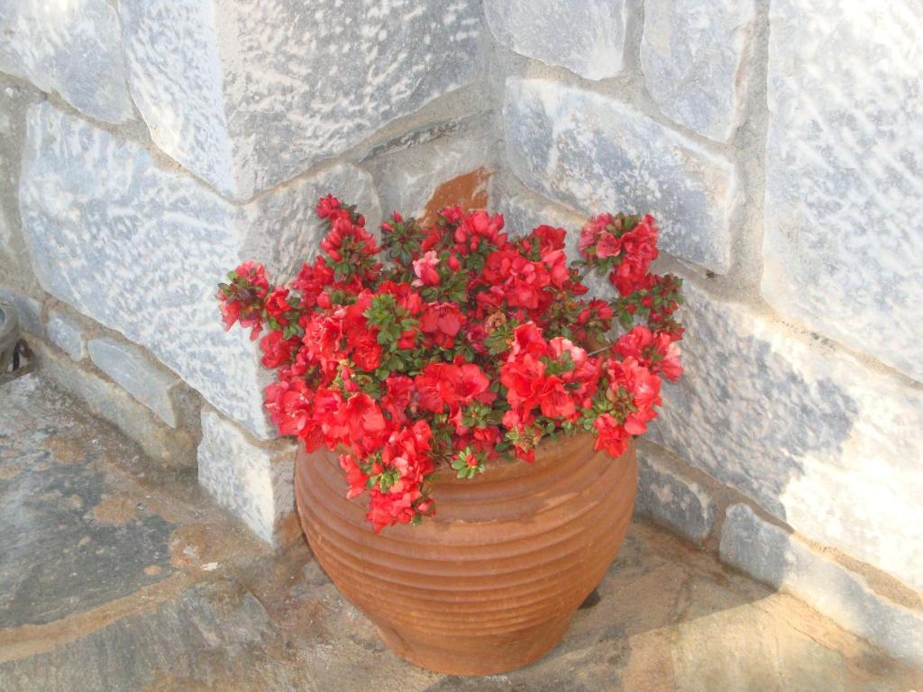 Kafiona Guesthouse Pyrgos Dirou Luaran gambar